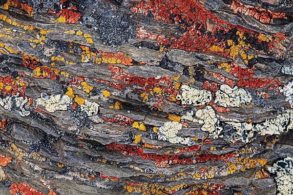 Jones, Adam 아티스트의 Colorful red and yellow lichens on rocks-eastern Sierra Range-California작품입니다.